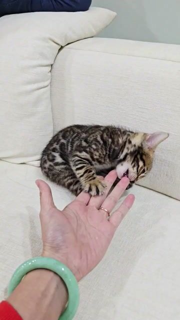 Mèo Bengal đực 2 tháng vằn vện. Mua bán Mèo tại Huyện Đông Anh Hà Nội được đăng bởi Nguyễn thiên thời hình 1