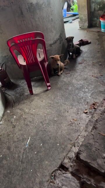 Chó Phú Quốc lai vằn vện thân thiện giới tính nữ. Mua bán Chó tại Quận Hải Châu Đà Nẵng được đăng bởi Đặng Công Sĩ hình 1