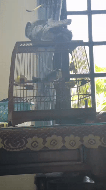 Chim chào mào quảng 2 mùa. Mua bán Chim tại Huyện Hòa Vang Đà Nẵng được đăng bởi Chào Mào  hình 1