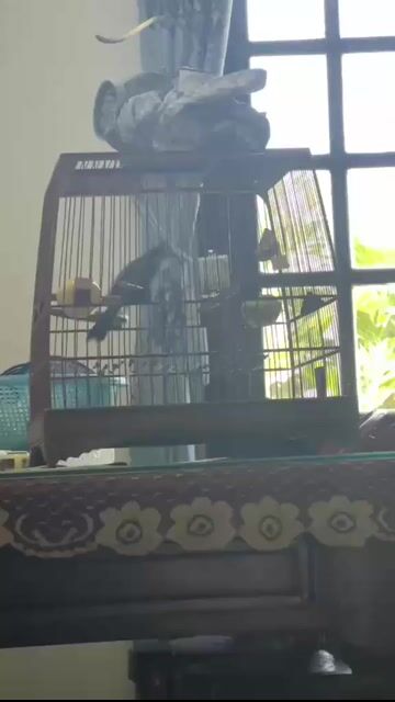 Chim chào mào quảng 2 mùa. Mua bán Chim tại Huyện Hòa Vang Đà Nẵng được đăng bởi Chào Mào  hình 1