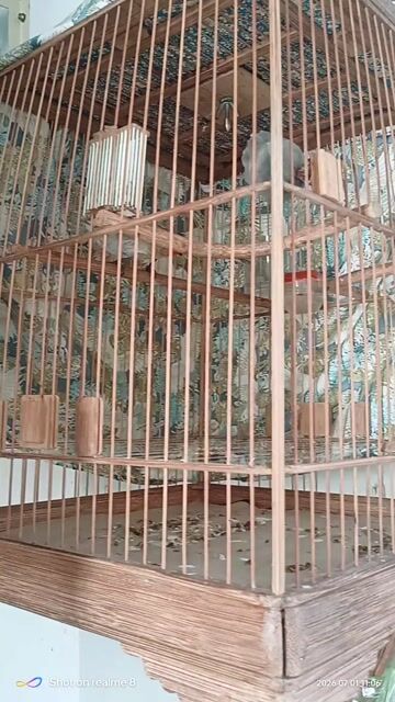 Chim cảnh cái màu Đỏ, Đen, Trắng, Xám. Mua bán Chim tại Quận Bình Tân Tp Hồ Chí Minh được đăng bởi Anh Tuấn  hình 1
