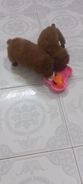 Chó Poodle đực Nâu đỏ đã tiêm. Mua bán Chó tại Quận 1 Tp Hồ Chí Minh được đăng bởi Lethimyan hình 1