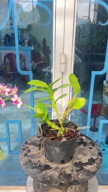 Hoa lan Denro pin cánh tròn, 2,5xị, TPHCM. Mua bán Cây cảnh, đồ trang trí tại Huyện Hóc Môn Tp Hồ Chí Minh được đăng bởi kiệt nguyễn sky canary shop HCM hình 1