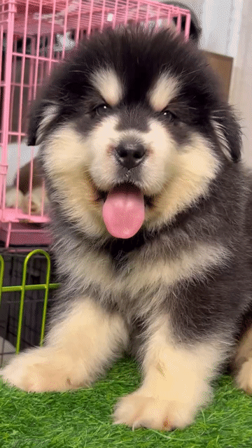 Chó Alaska Xám trắng 2 tháng. Mua bán Chó tại Quận Long Biên Hà Nội được đăng bởi Pet home hình 1