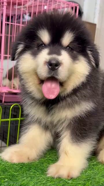 Chó Alaska Xám trắng 2 tháng. Mua bán Chó tại Quận Long Biên Hà Nội được đăng bởi Pet home hình 1