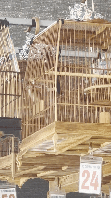 Chim chào mào mùa đầu. Mua bán Chim tại Thị xã Điện Bàn Quảng Nam được đăng bởi Trần Tuấn hình 1