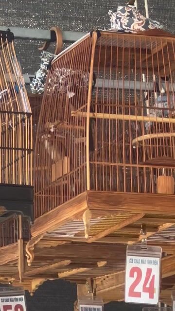 Chim chào mào mùa đầu. Mua bán Chim tại Thị xã Điện Bàn Quảng Nam được đăng bởi Trần Tuấn hình 1