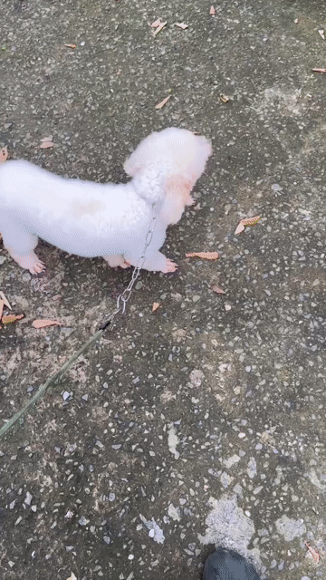 Chó Poodle đực trắng 8 tháng. Mua bán Chó tại Huyện Bình Chánh Tp Hồ Chí Minh được đăng bởi phạm phố hình 1