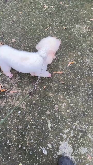 Chó Poodle đực trắng 8 tháng. Mua bán Chó tại Huyện Bình Chánh Tp Hồ Chí Minh được đăng bởi phạm phố hình 1