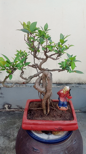 Cây si Mini búp đỏ. Mua bán Cây cảnh, đồ trang trí tại Huyện An Dương Hải Phòng được đăng bởi lexus hình 1