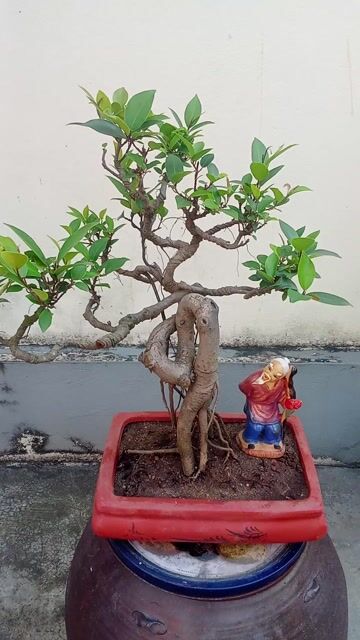 Cây si Mini búp đỏ. Mua bán Cây cảnh, đồ trang trí tại Huyện An Dương Hải Phòng được đăng bởi lexus hình 1