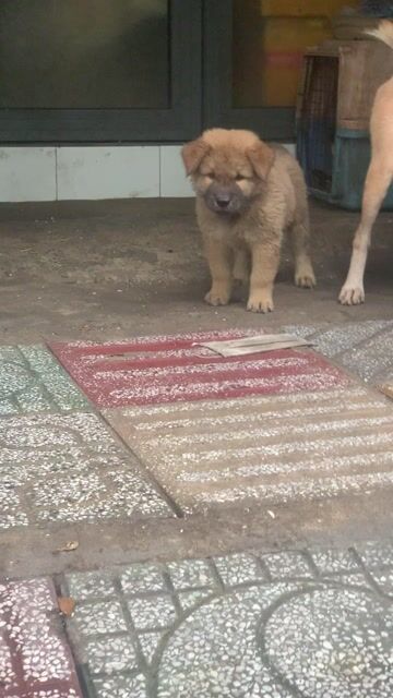Chó Mông Cộc Đực Nâu Khôn Lanh. Mua bán Chó tại Thành phố Thủ Đức Tp Hồ Chí Minh được đăng bởi toàn hình 1