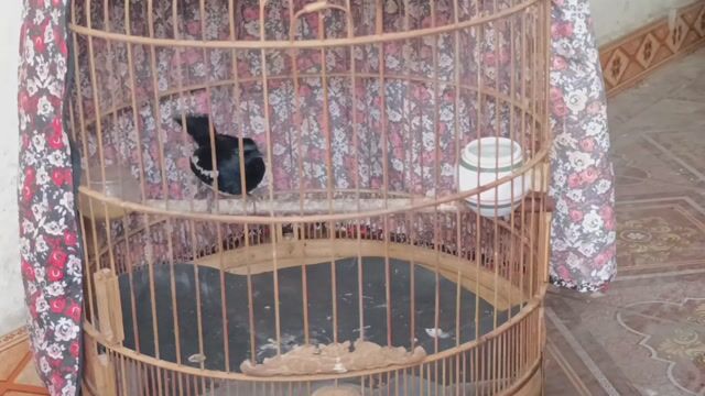 Choè Than nết xoè. Mua bán Chim tại Quận Gò Vấp Tp Hồ Chí Minh được đăng bởi GAS BẾP GIÁ SỈ TOÀN QUỐC  hình 1