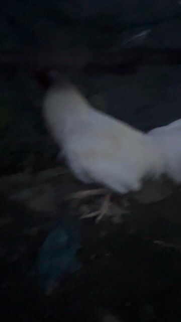gà tơ mới vô lỗi móng cua gl em gà tre về chơi. Mua bán Gà tại Huyện Phong Điền Cần Thơ được đăng bởi thầy thuốc cần thơ  hình 1