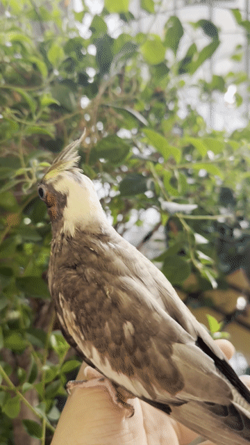 Cockatiel xám non. Mua bán Chim tại Quận Gò Vấp Tp Hồ Chí Minh được đăng bởi Phan Đình Lộc hình 1