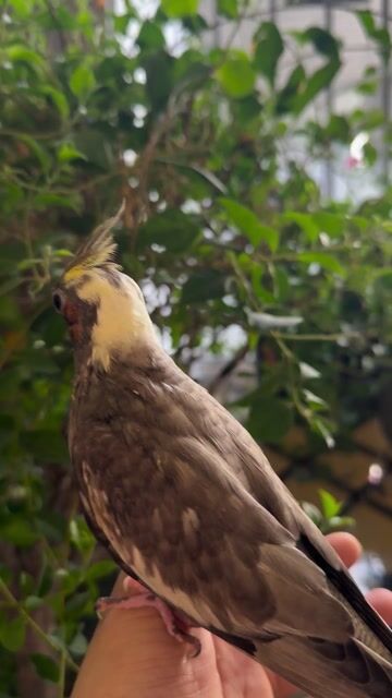 Cockatiel xám non. Mua bán Chim tại Quận Gò Vấp Tp Hồ Chí Minh được đăng bởi Phan Đình Lộc hình 1