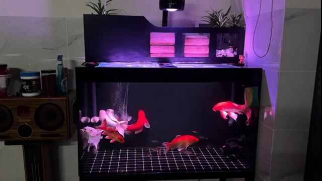 Hồ cá kính 1 mét đen máy Baoyu. Mua bán Phụ kiện, Thức ăn, Dịch vụ tại Quận Gò Vấp Tp Hồ Chí Minh được đăng bởi Nguyễn Duy Quang hình 1