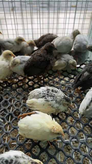 Gà rutin nhiều màu. Mua bán Gà tại Thành phố Thủ Dầu Một Bình Dương được đăng bởi Khang Diep hình 1