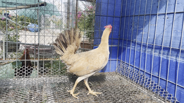 Gà tre mái 1.1kg đang đẻ lứa 2. Mua bán Gà tại Huyện Cẩm Mỹ Đồng Nai được đăng bởi Phong hình 1