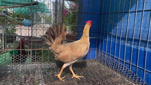 Gà tre mái 1.1kg đang đẻ lứa 2. Mua bán Gà tại Huyện Cẩm Mỹ Đồng Nai được đăng bởi Phong hình 1