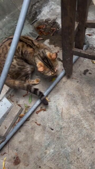 Mèo Bengal cái 11 tháng Nâu đốm. Mua bán Mèo tại Huyện Thanh Oai Hà Nội được đăng bởi shop đất thường tín hình 1