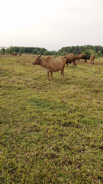 Bò 4 con nuôi sinh sản/vỗ béo. Mua bán Thú cưng khác tại Thị xã Phú Mỹ Bà Rịa - Vũng Tàu được đăng bởi Hoàng Thông Nguyên hình 1