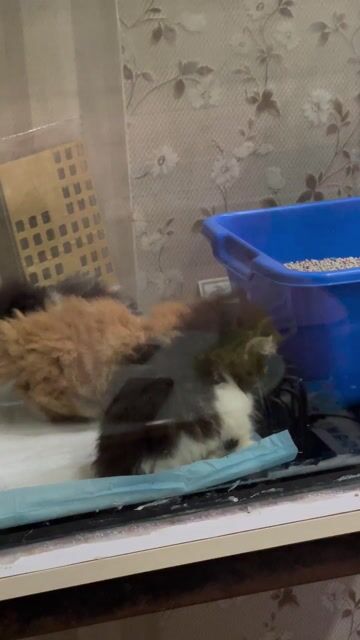 MÈO BA TƯ LÔNG DÀI XINH SỈU. Mua bán Mèo tại Quận Tân Phú Tp Hồ Chí Minh được đăng bởi Duy Nhật Phùng hình 1