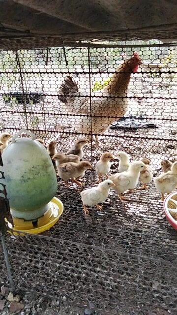 Gà con 5 ngày tuổi khỏe mạnh. Mua bán Gà tại Huyện Trảng Bom Đồng Nai được đăng bởi Nguyễn Hung Viet hình 1