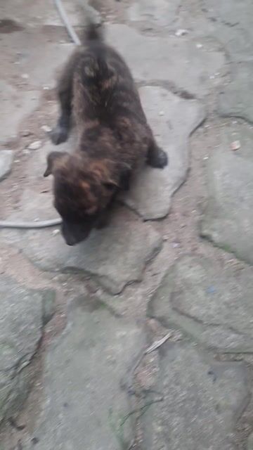 Chó Phú Quốc cái 2 tháng Vện. Mua bán Chó tại Quận Liên Chiểu Đà Nẵng được đăng bởi Anh Hùng hình 1