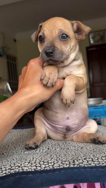 Chó shar pei lai đáng yêu hồn nhiên. Mua bán Chó tại Quận 8 Tp Hồ Chí Minh được đăng bởi Phan hung tam hình 1