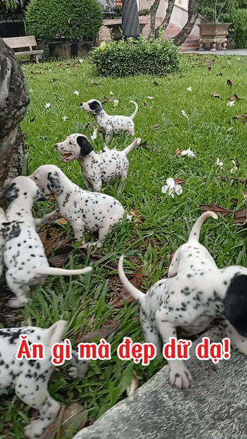 Nơi uy tín Đốm thuần chủng Dalmatian Trắng đốm đen. Mua bán Chó tại Huyện Củ Chi Tp Hồ Chí Minh được đăng bởi Nguyễn Huy hình 1