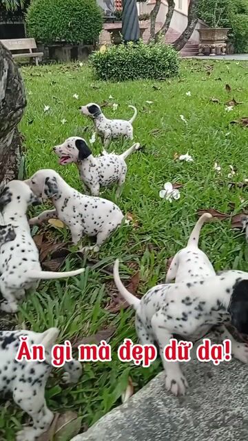 Nơi uy tín Đốm thuần chủng Dalmatian Trắng đốm đen. Mua bán Chó tại Huyện Củ Chi Tp Hồ Chí Minh được đăng bởi Nguyễn Huy hình 1