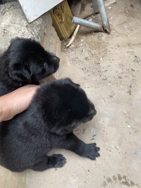 Chó con màu Đen. Mua bán Chó tại Thành phố Thủ Dầu Một Bình Dương được đăng bởi Duy Tân hình 1