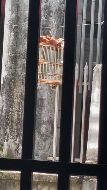 Chim chào mào non trống 2 tháng đã tiêm. Mua bán Chim tại Thành phố Thuận An Bình Dương được đăng bởi Nguyễn Quang Minh hình 1