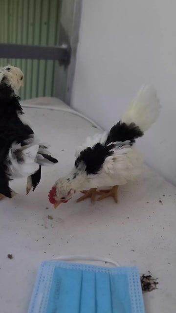 Gà Serama bò sữa. Mua bán Gà tại Huyện Nhà Bè Tp Hồ Chí Minh được đăng bởi Thuan Nguyen hình 1