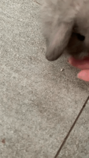 Thỏ Holland Lop Đực Cái sắp đủ tuổi về nhà mới. Mua bán Thú cưng khác tại Thành phố Thủ Đức Tp Hồ Chí Minh được đăng bởi David Nguyen hình 1