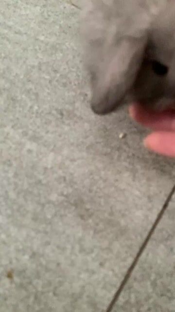 Thỏ Holland Lop Đực Cái sắp đủ tuổi về nhà mới. Mua bán Thú cưng khác tại Thành phố Thủ Đức Tp Hồ Chí Minh được đăng bởi David Nguyen hình 1