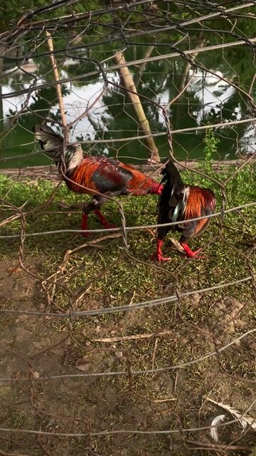 giao lưu một con gà nồi lớn ký hay gà nồi gian. Mua bán Gà tại Huyện Châu Thành Trà Vinh được đăng bởi Quốc Đại hình 1