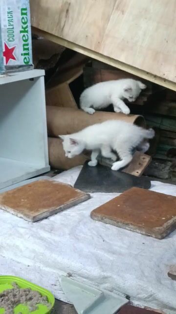 mèo lai. Mua bán Mèo tại Thành phố Rạch Giá Kiên Giang được đăng bởi Kien Giang Kho hình 1