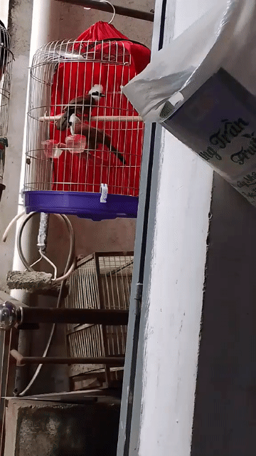 Chim Bồ chao(1 cặp) . Mua bán Chim tại Thành phố Biên Hòa Đồng Nai được đăng bởi lâm Khoa hình 1