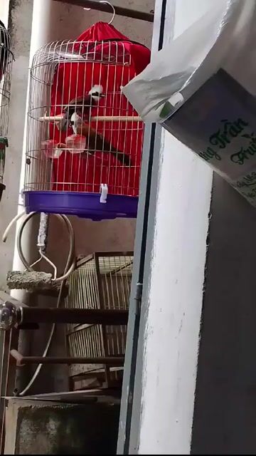 Chim Bồ chao(1 cặp) . Mua bán Chim tại Thành phố Biên Hòa Đồng Nai được đăng bởi lâm Khoa hình 1