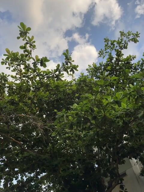 Honda Click màu Đỏ. Mua bán Xe máy tại Thành phố Thuận An Bình Dương được đăng bởi xe máy phước thịnh hình 1