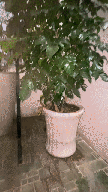 Cây Hạnh Phúc ( chậu gốm sứ) cao  1m60. Mua bán Cây cảnh, đồ trang trí tại Quận Bình Tân Tp Hồ Chí Minh được đăng bởi Dieu Thu hình 1