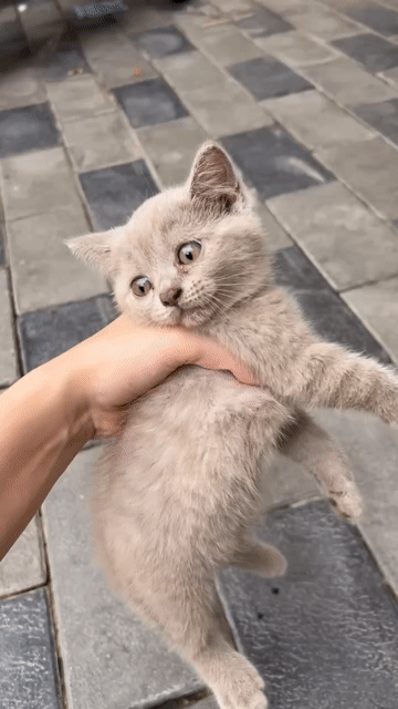 mèo anh lông ngắn thuần xinh tìm chủ. Mua bán Mèo tại Huyện Đan Phượng Hà Nội được đăng bởi Tạo hình 1