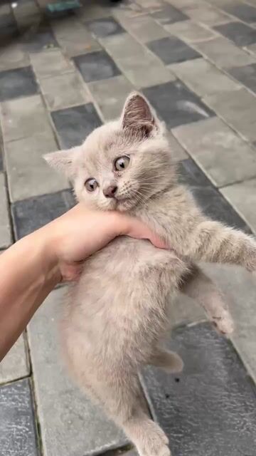 mèo anh lông ngắn thuần xinh tìm chủ. Mua bán Mèo tại Huyện Đan Phượng Hà Nội được đăng bởi Tạo hình 1
