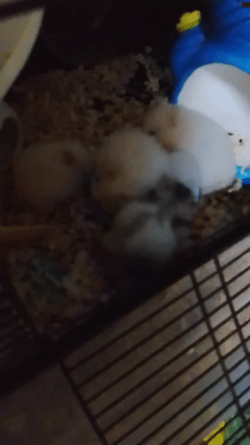 Hamster bear 1 tháng Trắng. Mua bán Thú cưng khác tại Huyện Long Thành Đồng Nai được đăng bởi Ngân Huệ hình 1