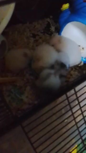 Hamster bear 1 tháng Trắng. Mua bán Thú cưng khác tại Huyện Long Thành Đồng Nai được đăng bởi Ngân Huệ hình 1