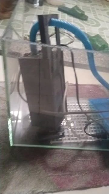 Bể cá 40×20×30, tặng lọc nước hồ cá. Mua bán Phụ kiện, Thức ăn, Dịch vụ tại Thành phố Dĩ An Bình Dương được đăng bởi Nguyễn Việt Hùng hình 1