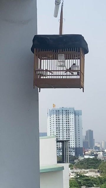 khuyen líu mùa. Mua bán Chim tại Quận 7 Tp Hồ Chí Minh được đăng bởi vĩ hình 1