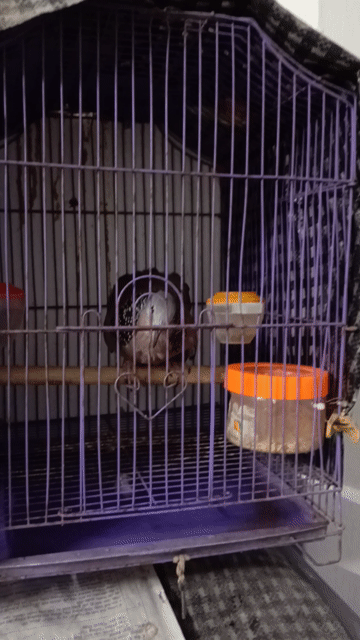 chim cu gáy giọng thổ đồng. Mua bán Chim tại Quận Đống Đa Hà Nội được đăng bởi Tuấn Hưng hình 1